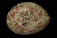 藏品(日本巨鮑螺)的圖片